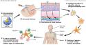 nanobio-Mechanism of action